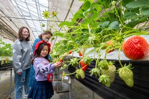 何粒いける? 真っ赤な“春”　観光農園のイチゴ狩り人気／おいらせ