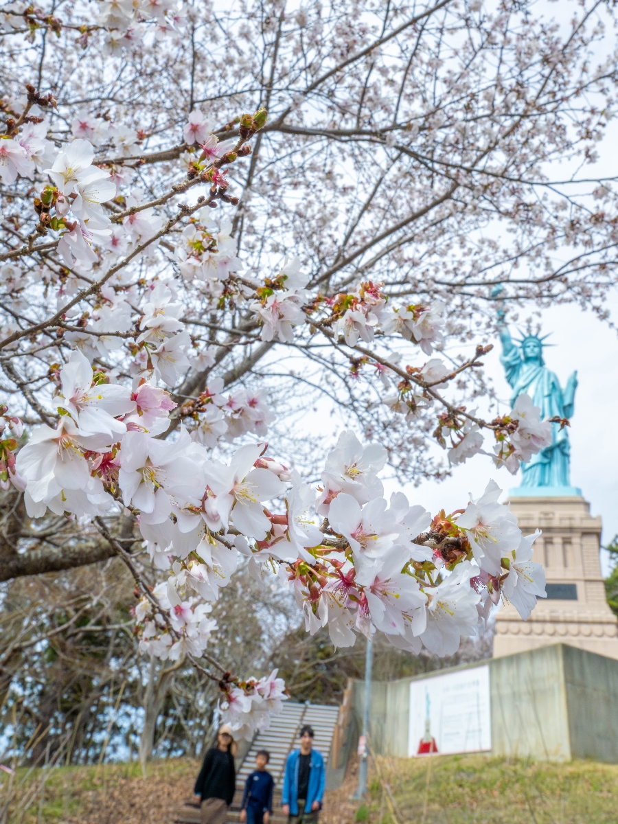 ソメイヨシノの開花を前に、見頃を迎えている「冬桜」=9日、おいらせ町