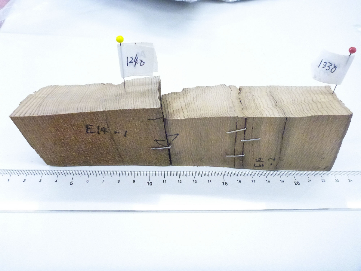 東北大が採取し、研究で分析したアスナロ(OIST提供)