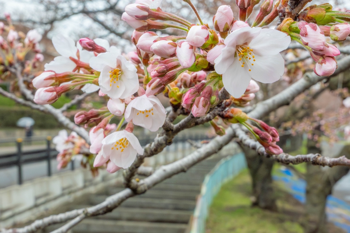 桜前線、いよいよ八戸に　長根公園でソメイヨシノ開花