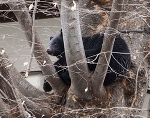 捕獲へ転換、体制整備急ぐ　「春グマ」注意、既に被害