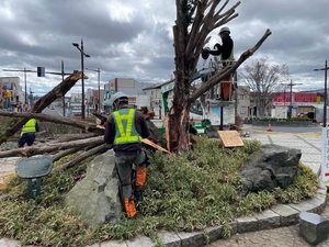 八戸駅のイチイ倒れる　強風で鉄道に乱れ／青森県内