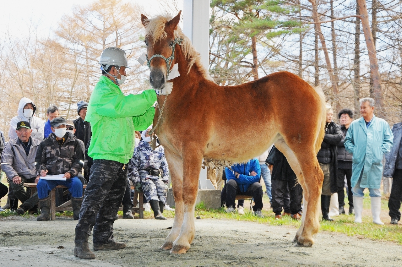 軽米家畜市場で開かれた競り市場＝１１日、軽米町