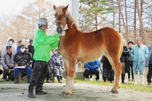 競売人、威勢よく 軽米で農用馬の競り市場