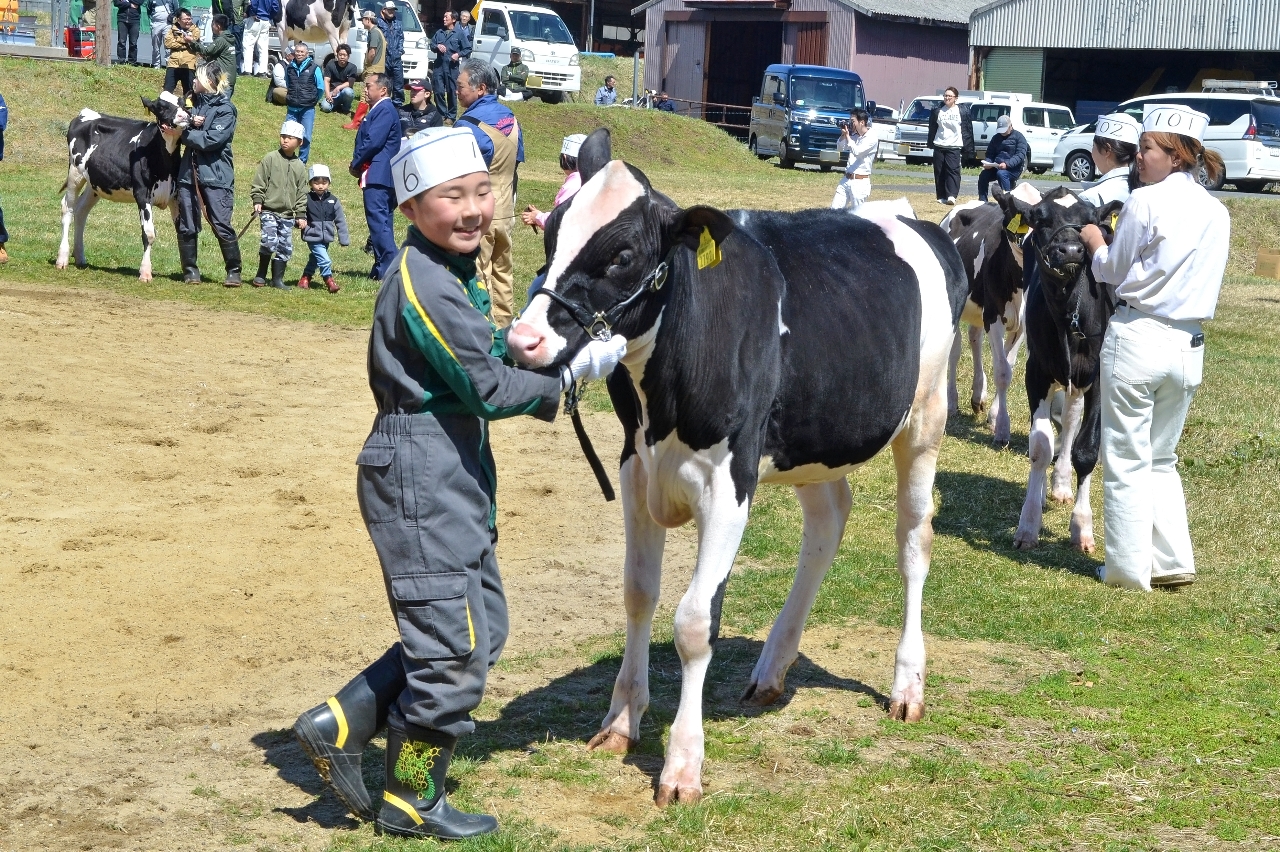 乳牛の発育の良さを競ったホルスタインショー=11日、洋野町