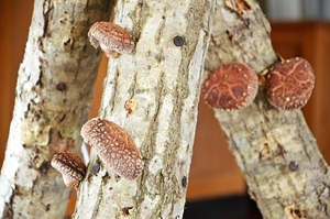 【記者リポート】洋野町「宇宙しいたけ」ブランド化　環境変化に応じた栽培を