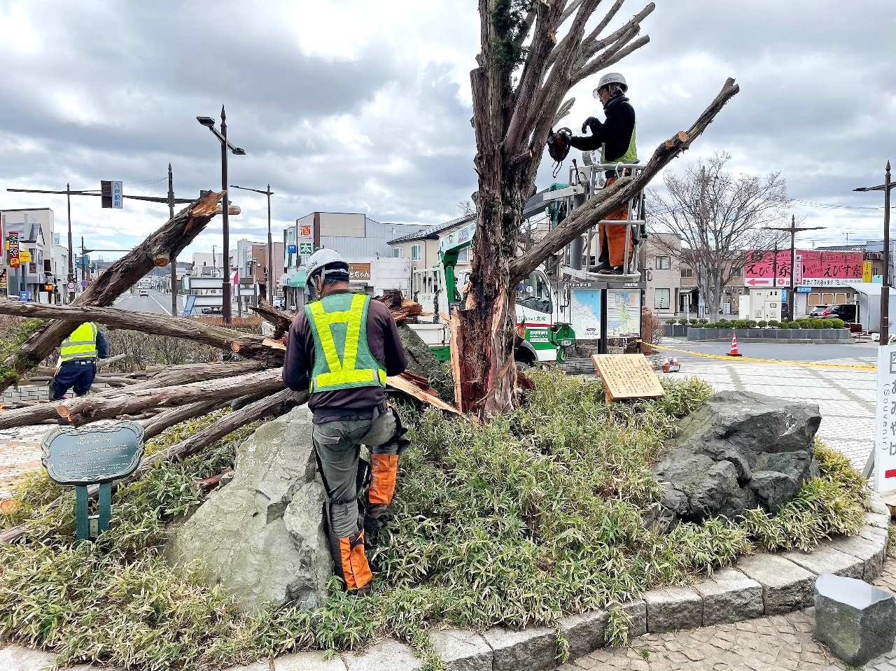 幹が根元から縦に裂けた八戸駅東口前のイチイの木=11日午前10時ごろ、八戸市