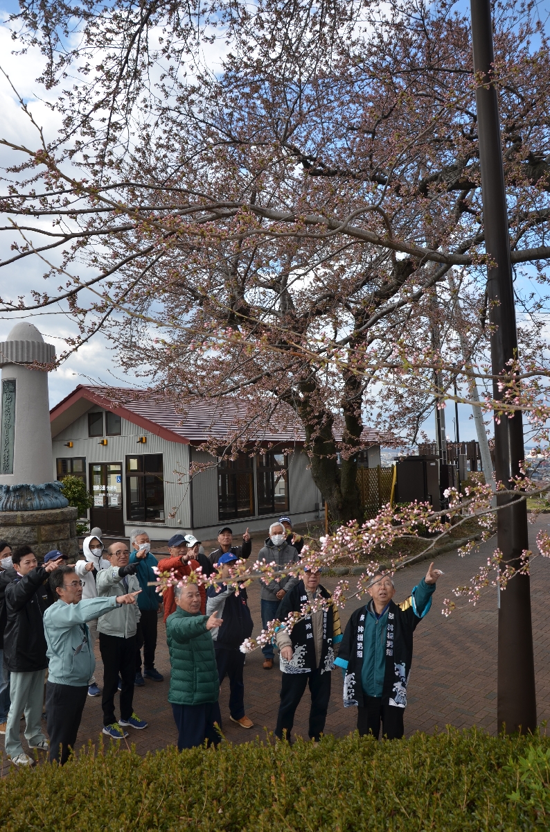 標本木の桜の開花を確認する会員=12日午前9時ごろ、八戸市の館鼻公園
