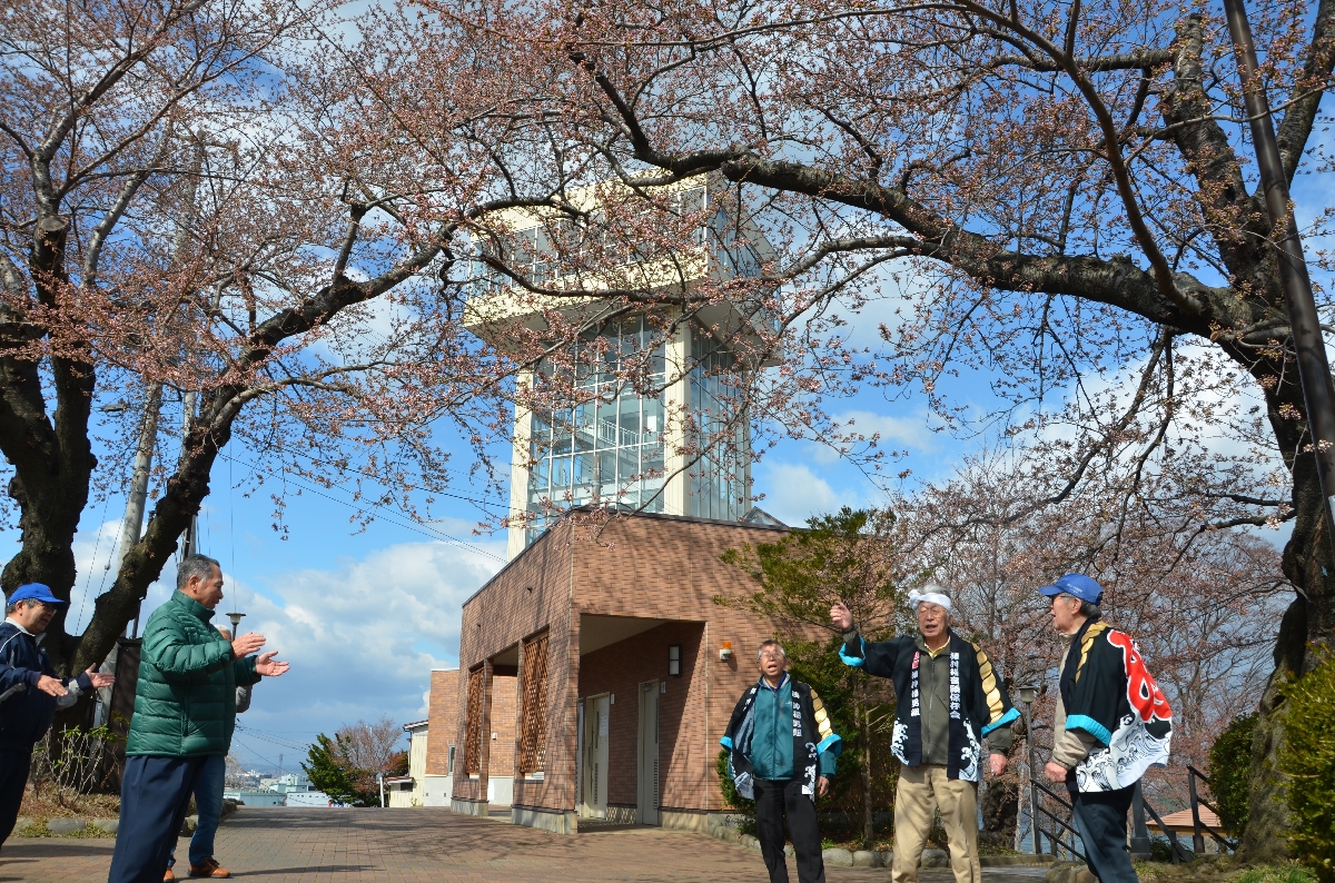 標本木の桜の開花宣言に合わせ、祝い歌を披露する湊沖揚音頭保存会男組のメンバー=12日午前9時ごろ、八戸市の館鼻公園