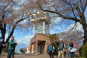 八戸・館鼻公園で桜開花宣言　昨年より４日早く
