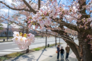 十和田・官庁街通りでも桜開花宣言