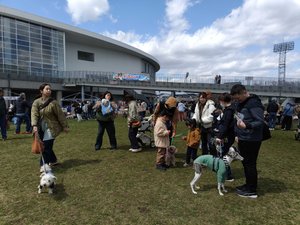 多種多様なワンコ大集結 八戸でドッグフェス盛況