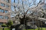 これぞ生命力の強さと神秘　盛岡「石割桜」が見頃