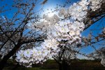 続々到着、開花の便り 青森県内の桜は早咲き傾向