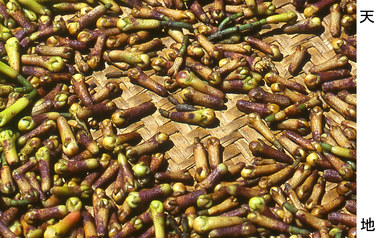 　天日でかわかした、チョウジノキの花のつぼみ