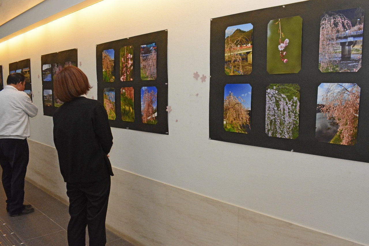 新井田川沿いに植栽されたシダレザクラの写真が並ぶ会場
