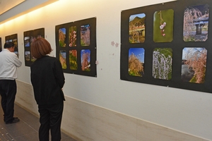 新井田川とシダレザクラのコラボ楽しんで 八戸市立南郷図書館で写真展