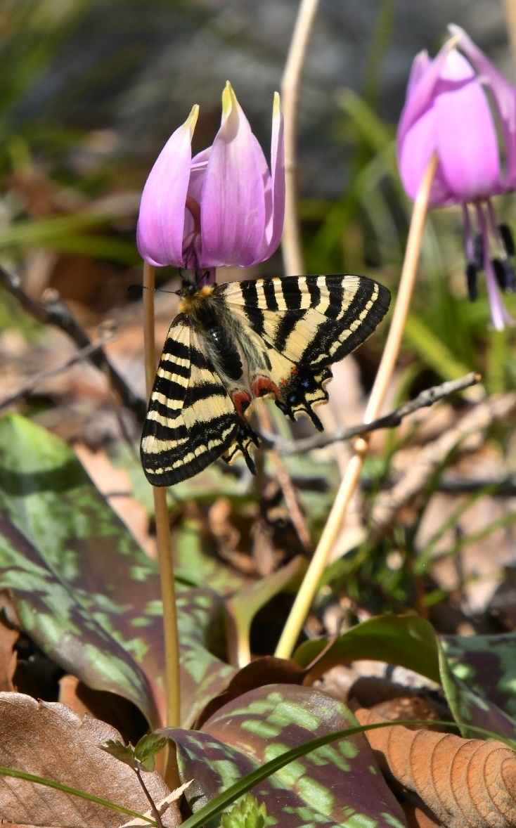 カタクリの花の蜜を吸うヒメギフチョウ=13日、久慈市