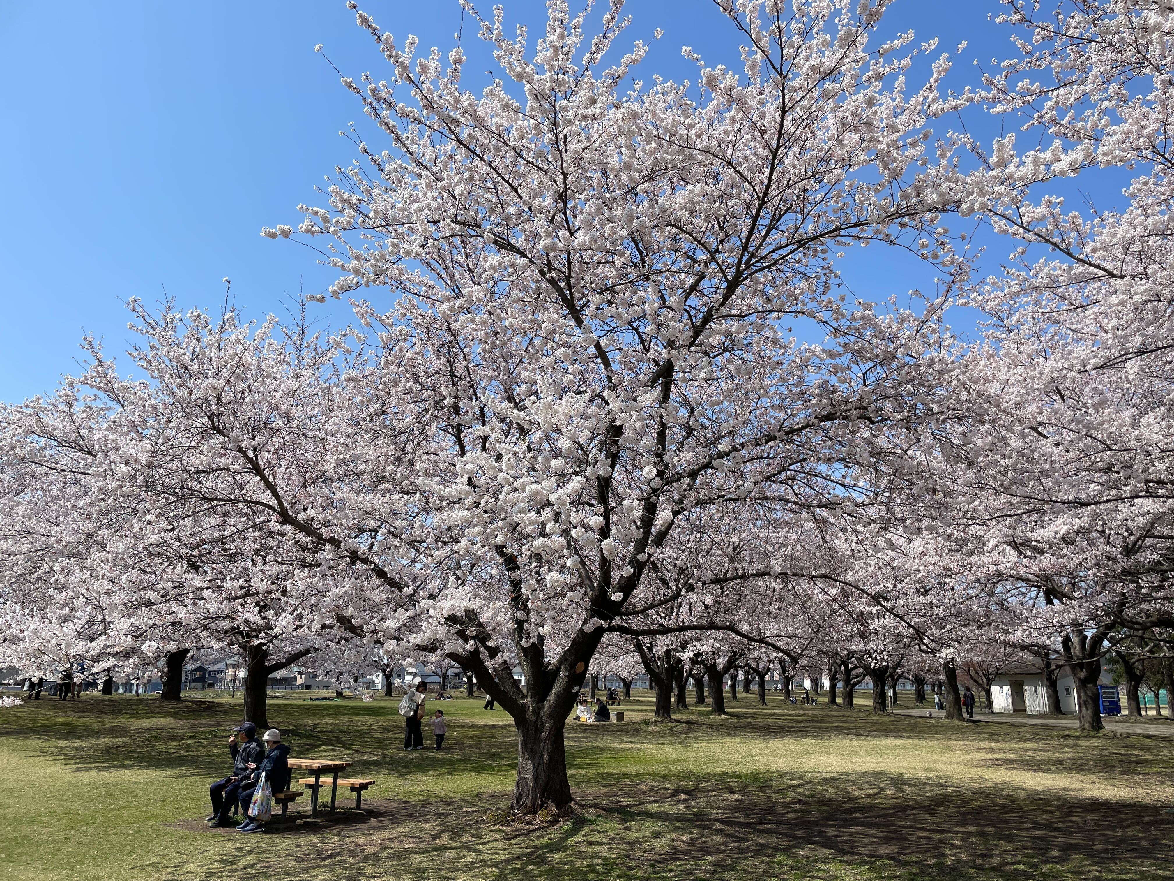 新井田公園=4月14日撮影