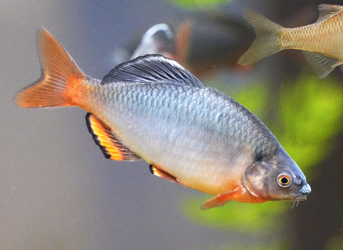 婚姻色が出ているミヤコタナゴ=神奈川県相模原市の相模川ふれあい科学館