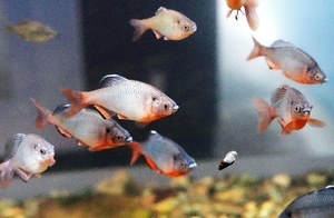 【生きもの大好き】身近な小川にいた「宝石」　ミヤコタナゴ