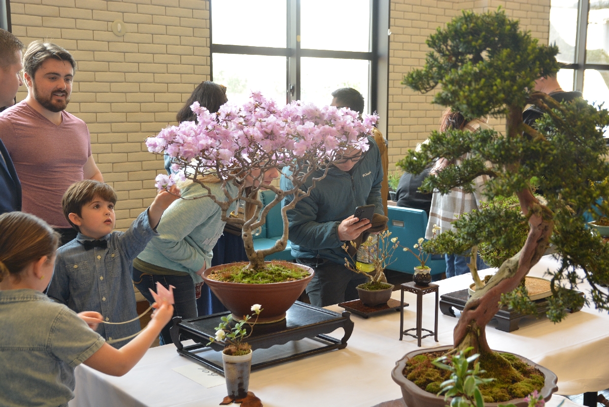 盆栽に見入る来場者