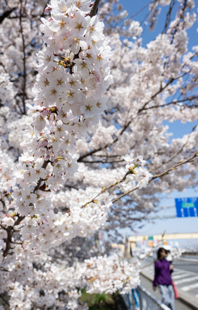 国道４５号沿いで一足先に満開となった桜＝１４日、八戸市城下１丁目