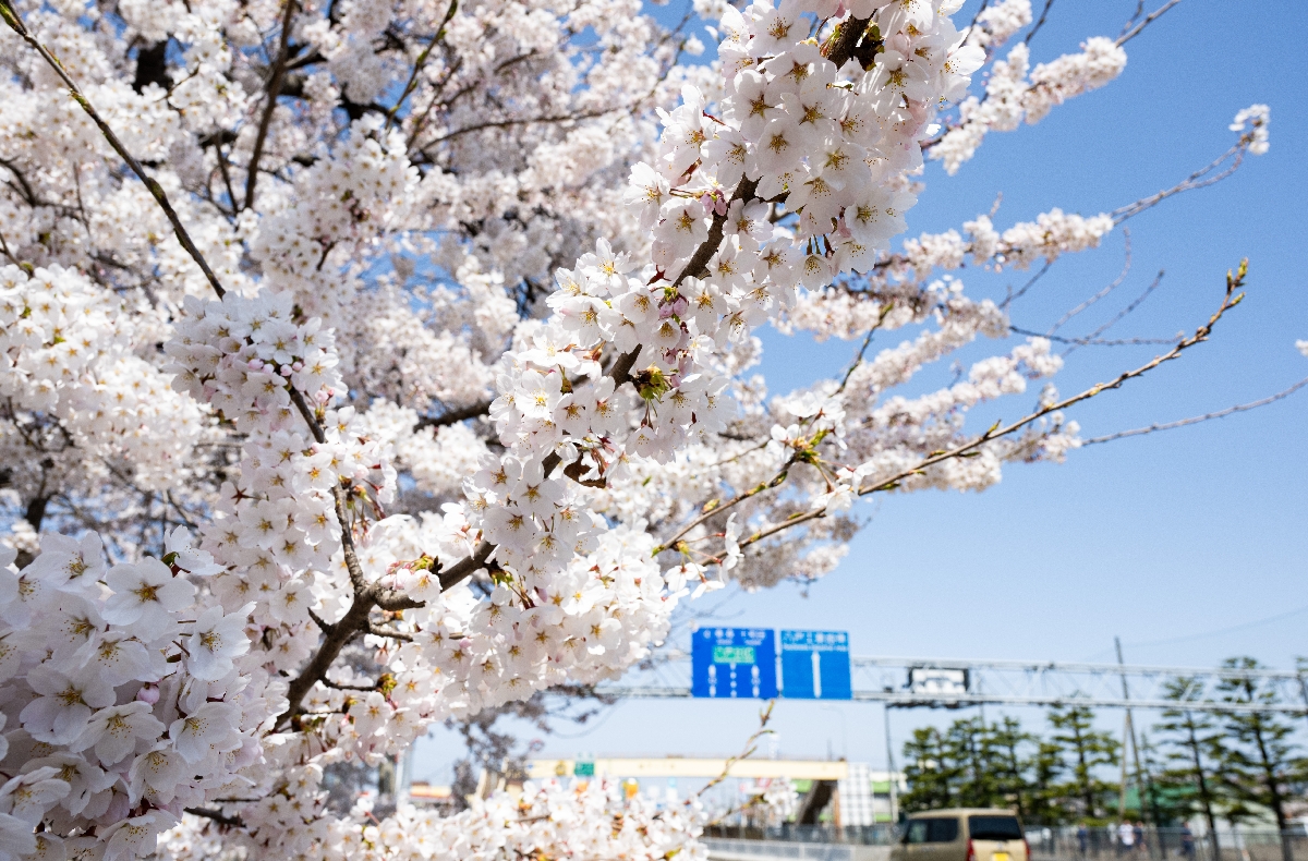 国道４５号沿いで一足先に満開となった桜＝１４日、八戸市城下１丁目
