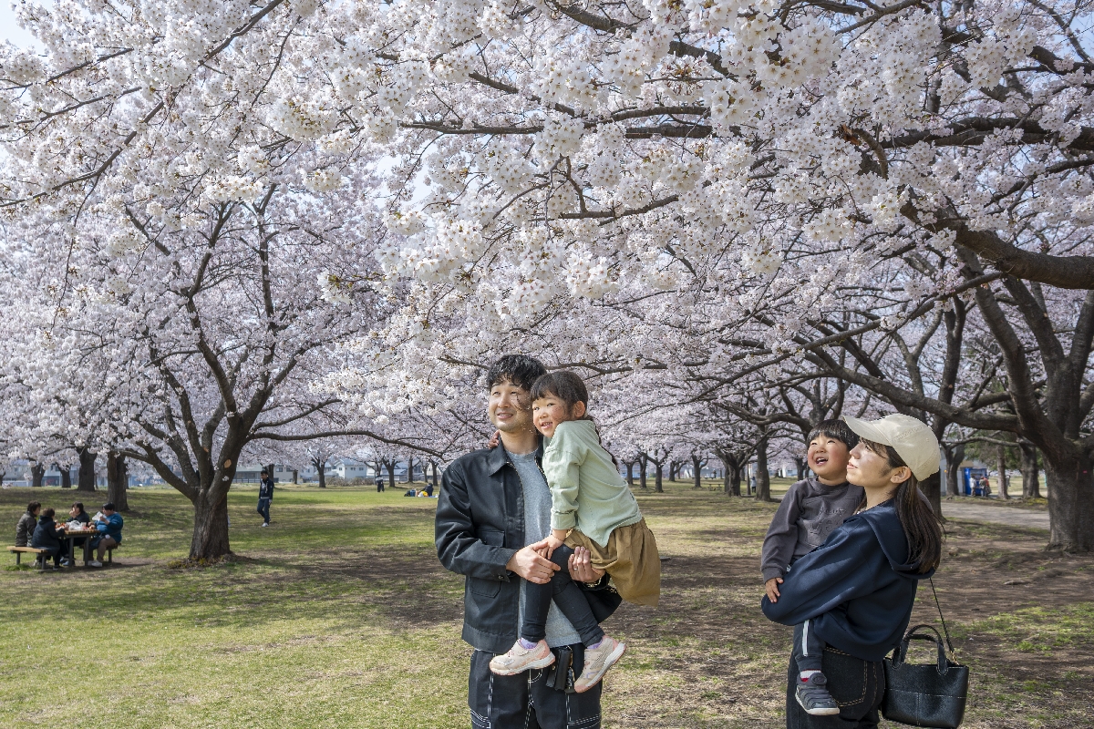 桜の開花が進む新井田公園。多くの人が花見に訪れていた=15日午後1時半ごろ、八戸市