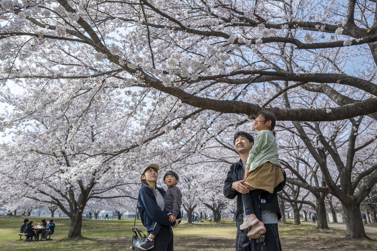 桜の開花が進む新井田公園。多くの人が花見に訪れていた＝１５日午後１時半ごろ、八戸市
