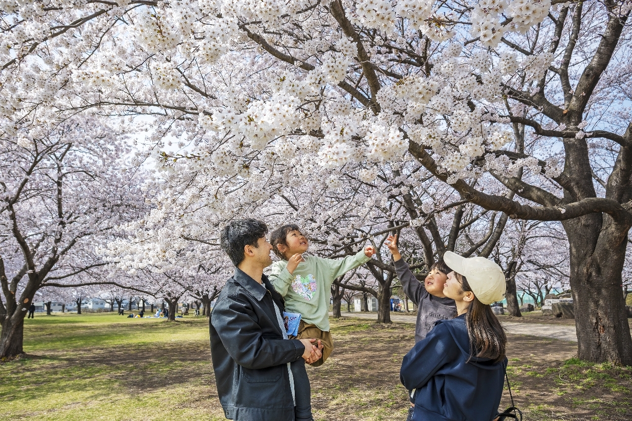 桜の開花が進む新井田公園。多くの人が花見に訪れていた=15日午後1時半ごろ、八戸市