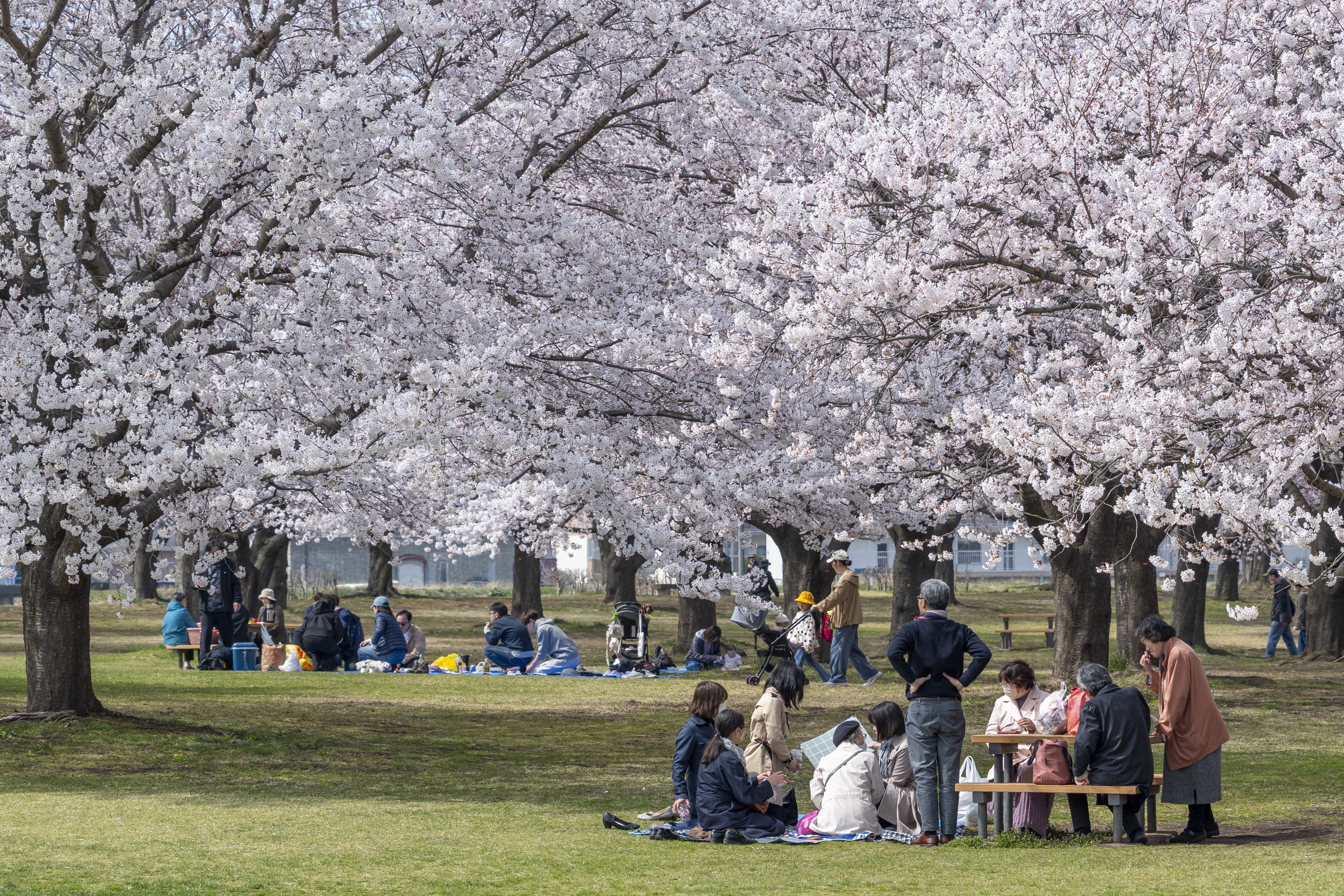 満開に近づいた新井田公園=15日