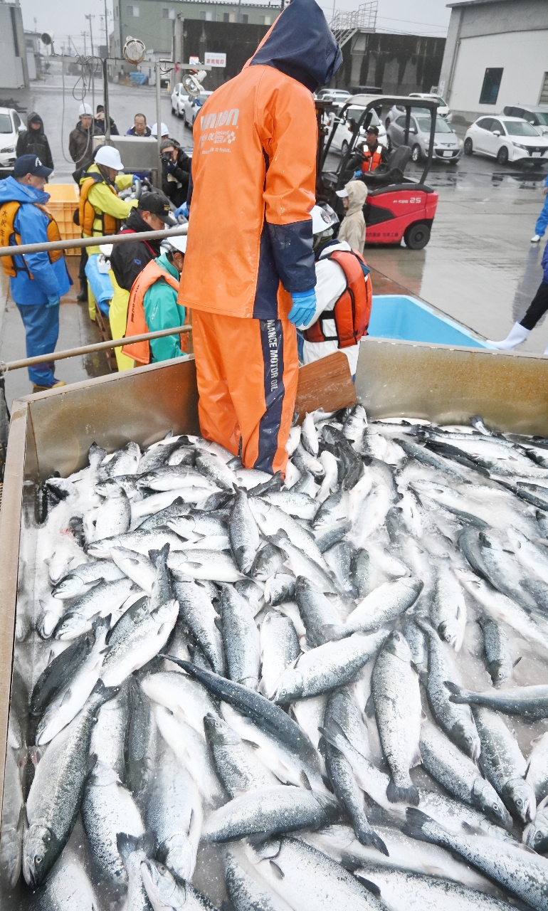 初水揚げされた「久慈育ち琥珀サーモン」=16日午前6時半ごろ、久慈市
