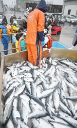 「琥珀サーモン」水揚げ開始/久慈