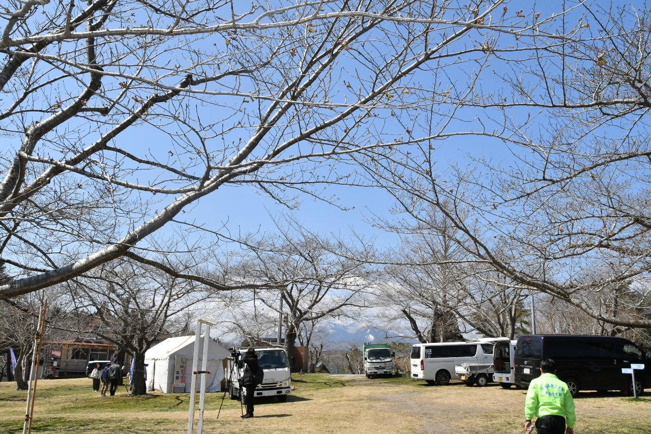 むつ市の桜の名所として知られる早掛沼公園。ウソの食害で残ったつぼみはわずかだ＝１６日、同市