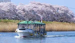 桜並木、川面から堪能　新井田川「お花見屋形船」運航スタート／八戸