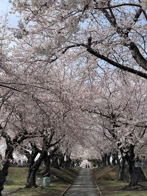 北奥羽さくらマップ2026※随時更新