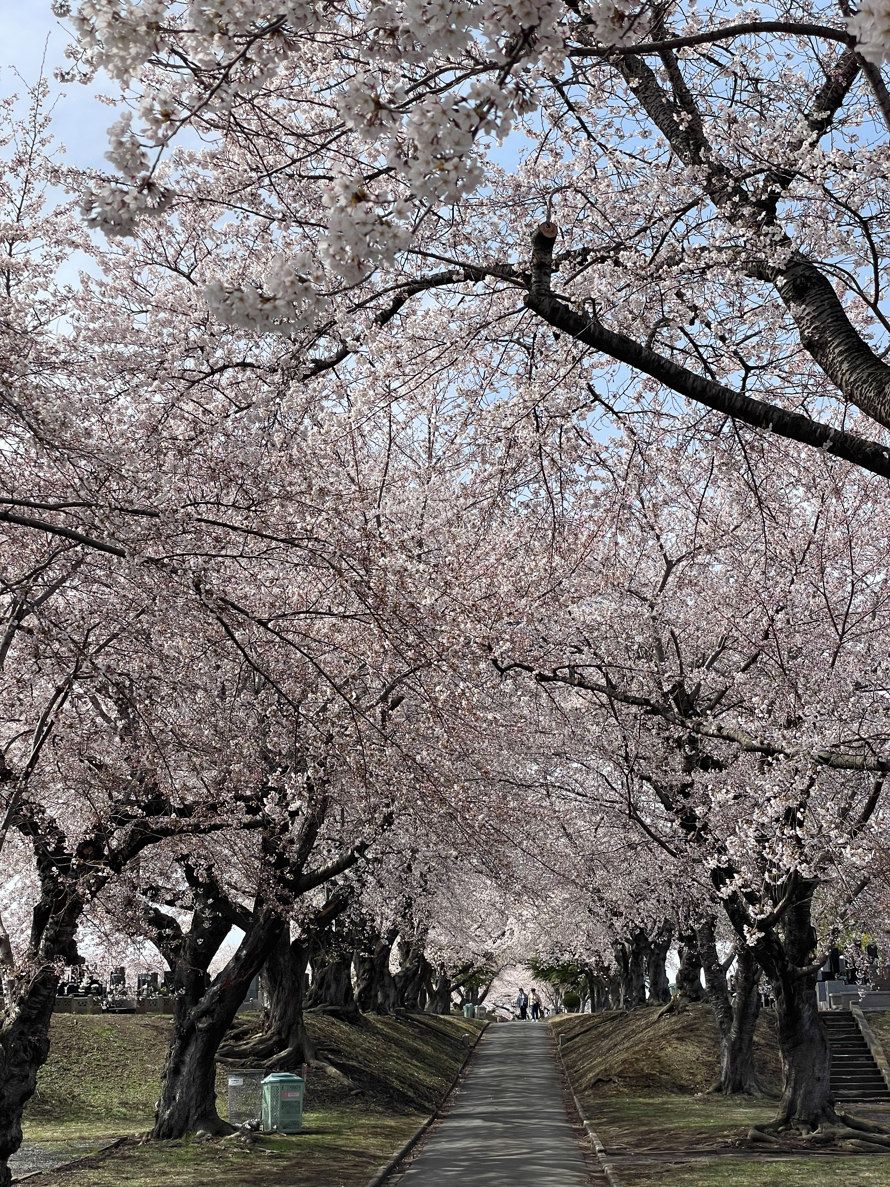 北奥羽さくらマップ2026※随時更新