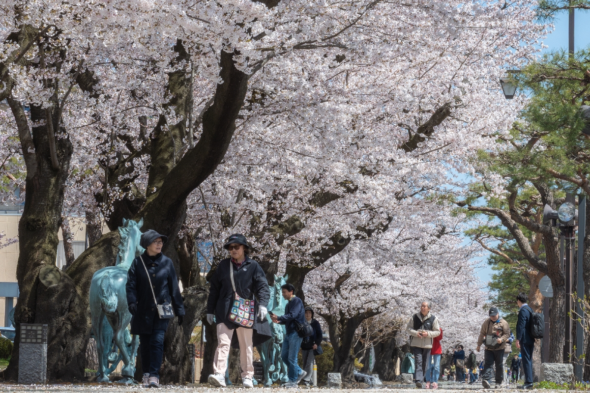 満開の桜並木がお出迎え/十和田・官庁街通り