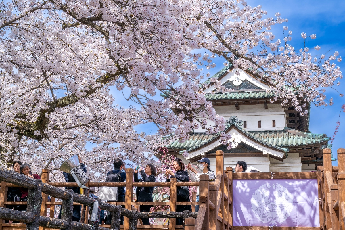 日本随一“桃色の傘” 弘前公園で桜満開