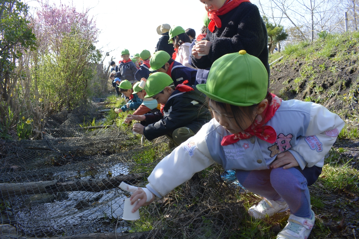 カワニナを放流する園児