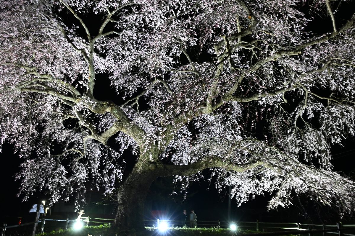 ライトアップされ、幻想的な雰囲気を演出する「槍沢の枝垂れ桜」＝１７日、五戸町