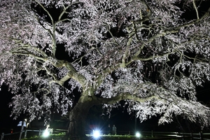 広がる花々、夜のファンタジー　五戸「槍沢の枝垂れ桜」ライトアップ