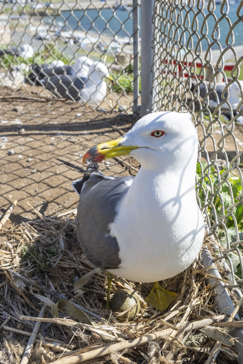 大事そうに卵を守るウミネコ=18日、八戸市(岸山浩之撮影)