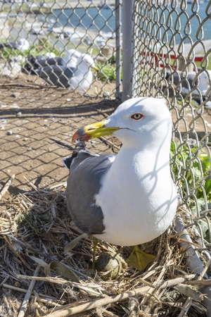 大事な卵しっかりガード 蕪島でウミネコの産卵始まる/八戸