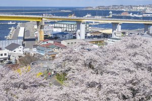 イイね、桜越しの海　館鼻公園でもソメイヨシノ満開／八戸