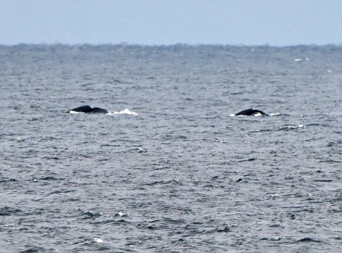 八丈島の近海に姿を現した2頭のクジラ
