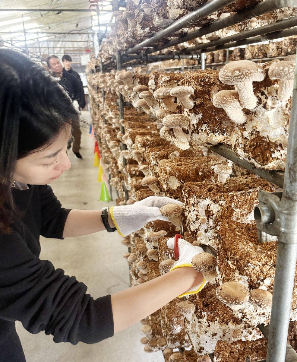 大竜ファームでのシイタケ収穫体験=東京都八丈町