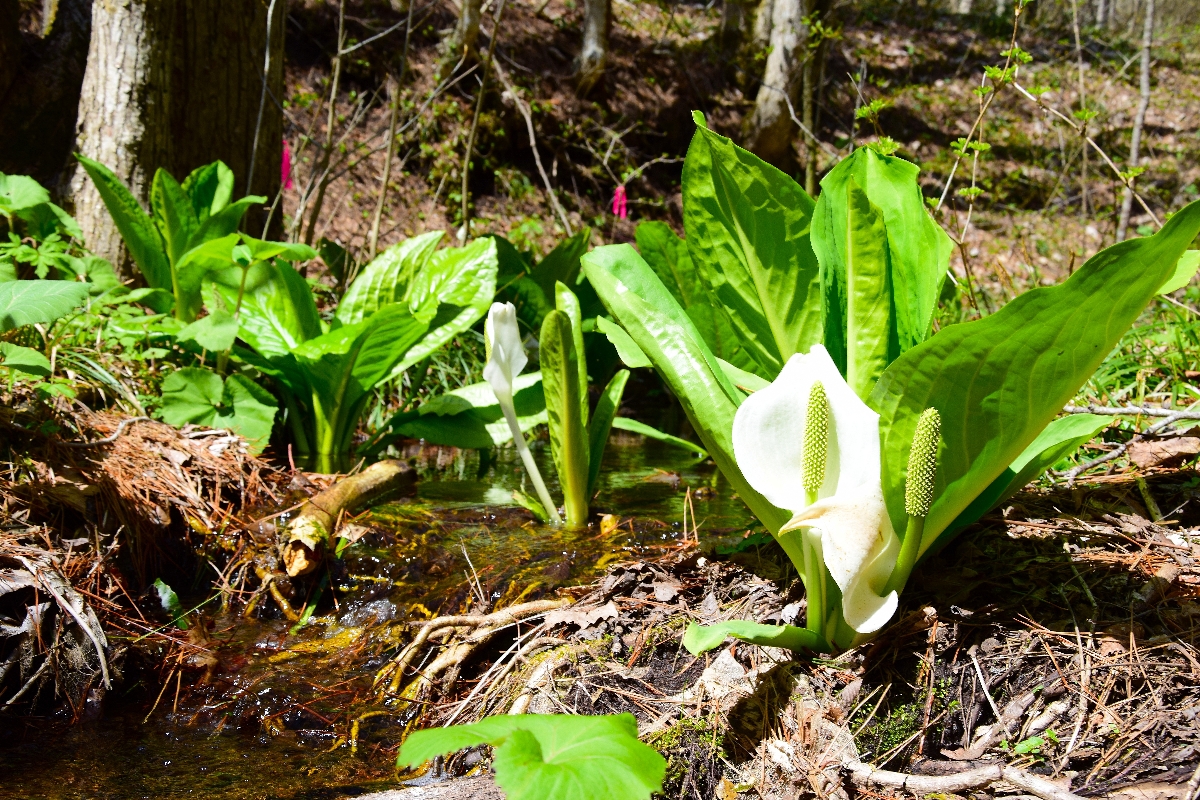 見頃を迎えたミズバショウ