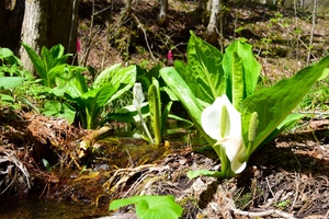 白い衣まとい可憐 ミズバショウ見頃、六ケ所の群生地